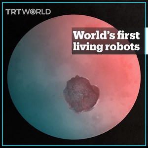 36K views · 749 reactions | Scientists from the University of Vermont and Tufts University have created the world’s first living, self-healing robots by assembling stem cells from African clawed frogs. | TRT World | Facebook