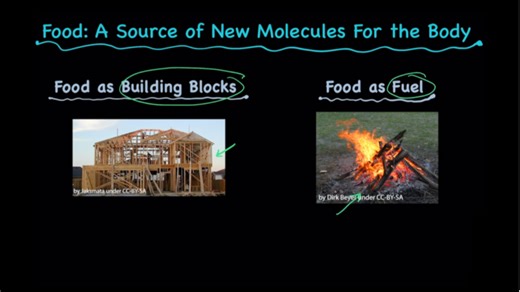 Food and energy in organisms