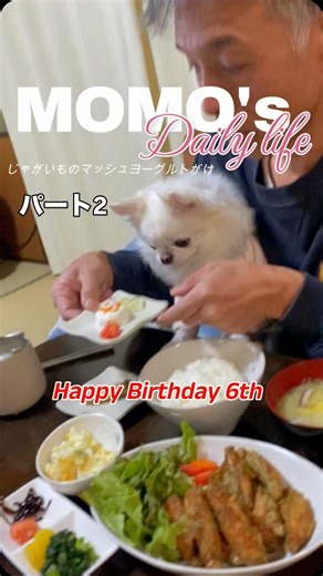 もも | @k2.momo2 パート2 11月5日はももちゃんの誕生日 初めてTikTokライブしたよ。 パパが全然ももちゃんに集中してくれない #チワワ #ももちゃん #犬のいる暮らし #犬 #癒し | Instagram