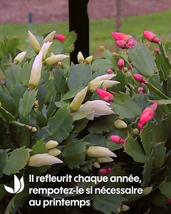 Idéal pour décorer son intérieur en hiver, le cactus de Noël ou schlumbergera fleurit abondamment de novembre à janvier 👌 Il sera parfait pour vos suspensions fleuries 🌸 | Truffaut