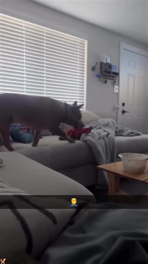 Adorable Dogs Jumping and Playing