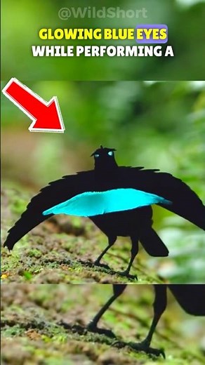 Top 3 Ridiculous Mating Rituals 🐦| Bizarre Bird Dance💃