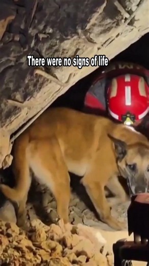 Sniffer dog team from Spain searches for survivors of Venezuela earthquakes