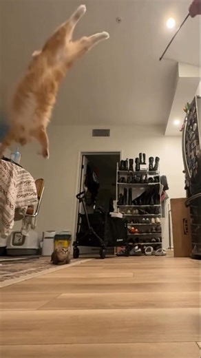 Epic Cat Jump Fail! 🐱😂 #shorts #catfails