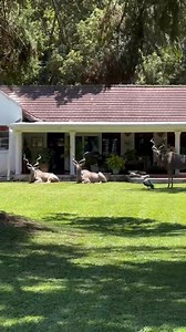 "I love nature — this beautiful video was created by Wild Is Life Trust and Zen in Harare, Zimbabwe. I highly recommend visiting this incredible place!" | Discover Zimbabwe