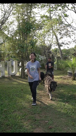 Our Caucasian Ovcharka dogs and their friends Balong and Jennen #superodogfarm #superopremiumrawdogfood #superolangmalakas #superobites | Supero Dog Farm