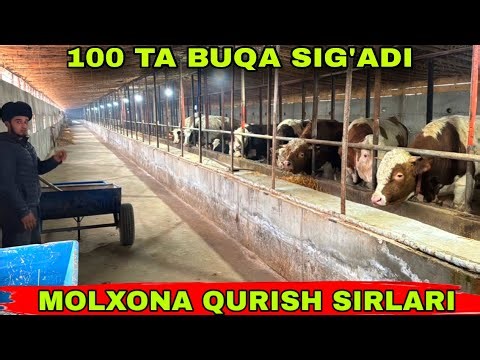 BUQA BOQISH ENDI OSON TARNODO DRABILKASI N1✅✅✅1 февраля 2026 г.