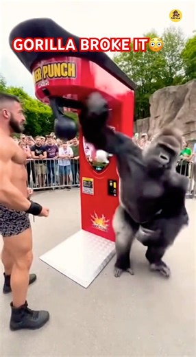 Gorilla Destroys Punch Machine in Zoo Strength Challenge #subscribe #shorts