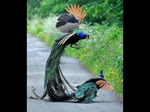 Peacocks Fighting in Wilderness