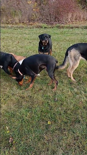 Snuffle Mat for Dogs? #dogtraining