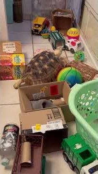 Turtle obstacle course exercise 🐢 TurtleZen
