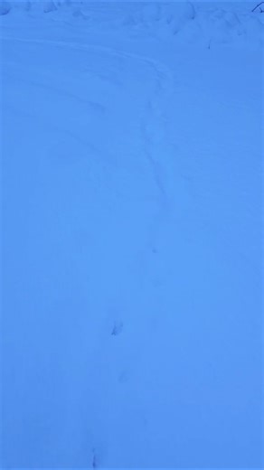 🐈 Cat tracks 👣 #shorts