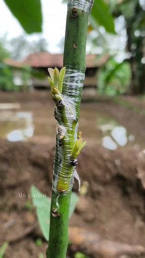 How to successfully side grafting avocado tree #avocadografting #graftingtechniques #graftingfruittrees #graftingplants #gardeningtips | Abi Garden