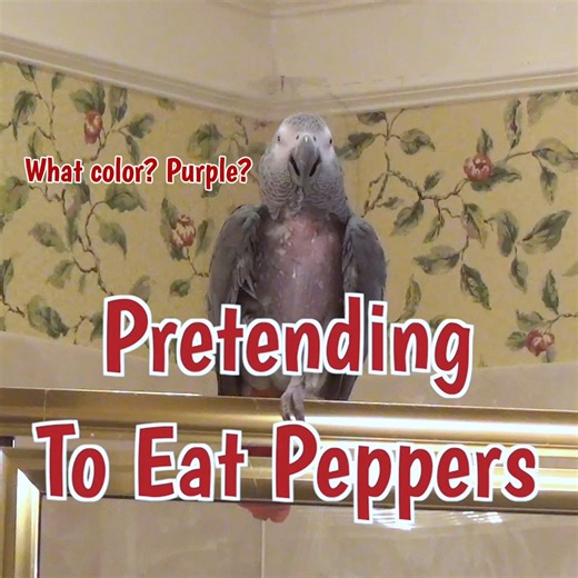 In this playful video, Einstein the Parrot pretends to nibble on some "pepper" while chatting about colors like red, purple, and orange. This chatty bird shares sweet phrases like "give me a kiss" and “hop aboard,” while inviting everyone to join him for some tasty “corn” and “mango.” Watch as Einstein shows off his vocabulary, tells you to turn around, and adds in fun sound effects like “boop boop boop!” Enjoy a delightful moment with Einstein’s charming antics and creative pretend play. | Eins