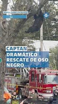 Con red y colchón inflable, salvan a oso negro de fuerte caída desde un árbol #shorts