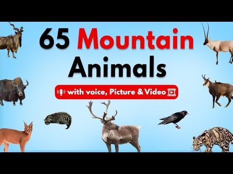 The Surprising Truth About Mountain Wildlife Nobody Tells You with voice picture & video