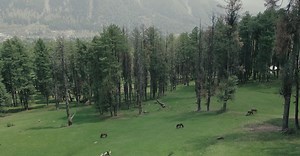 Video by Thuy Thu Vu on Pexels