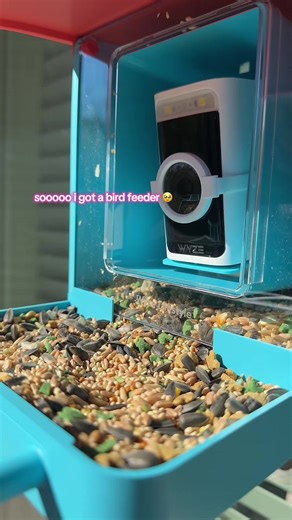 now i’m going to have to get them a house and a bird bath 😫🤗 @Wyze 🩵 #wyzecam #wyze #birdcam #birdfeeder #birdwatching