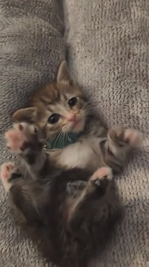 Kitty central | Please wave back at him in the comments - #chonker #kitty #catto #wholesome #tiktokcats #animals #wholesomememes #cutecat #chonkycats... | Instagram