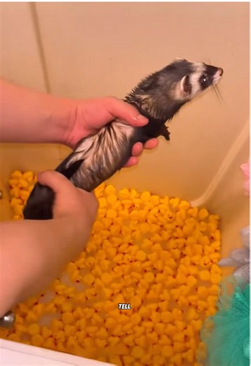 What Your Ferret’s Not Telling You: Insights on Care