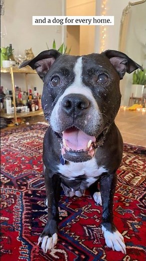 The end-game for rescues? To no longer need to exist ‪@muddypawsrescue‬