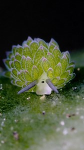 They are sooo cute, aren't they 😊? It's a super tiny marine animal - sea slug Costasiella sp. or "Sheep nudi" 😉 is feeding on the alga 🐑🌿 A body length of this creature is approximately 5mm 🧐 The video was taken at a depth of 15m 🎥🤿 Tulamben, Bali, Indonesia 🌏 | Yury Ivanov