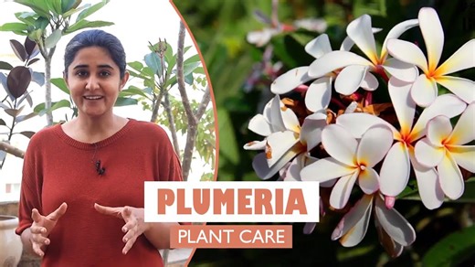 Plumeria Champa, The flowering plant all you need to know Garden Up Basics Ep. 16b