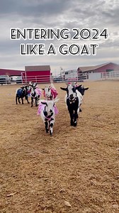 1.1K views · 23 reactions | Come see 8 new baby goats strut their stuff! Goatyoga.com | Goat Yoga Arizona | Facebook