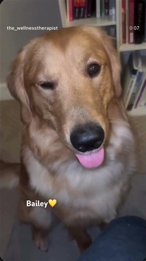 What is this behaviour bailey🤧🫶🏻 #goldenretriever #dogshorts #trending #viralvideo #cutedog