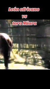 Rare video of an adult African lion in an inevitable confrontation with a bullfighting bull | Explore what's around you