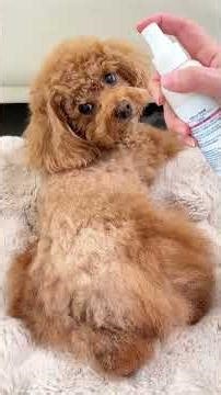Dog Massage Tutorial. #dog #shorts