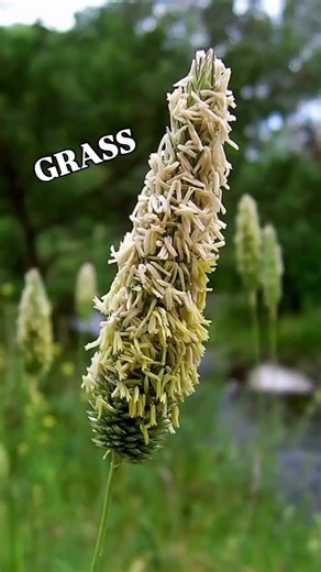 Trying to ID plants as a botany student
