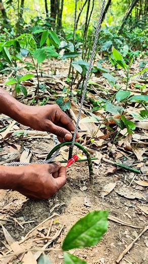 Wow,,trapping squirrels #bushcraft #outdoors #trap #survival