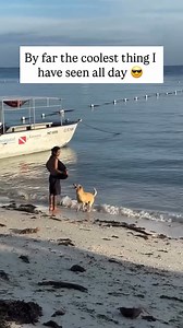 On pensait avoir tout vu… jusqu a croiser un chien qui fait du surf pendant qu on se faisait tresser les cheveux au bord de la plage a Bohol, aux Philippines 🐶🏄‍♂️😎 Internet est vraiment magique parfois 😂 | Chrono Pneu