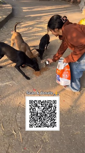 Save stray life 🐾 on Instagram: "Even 100 helps! We would be very grateful if you could contribute even a small amount. bank accounts details Name of Account -Divya Charitable Trust Account no. - 0081302100000346 IFSC Code-PUNB0015300 Branch - Borkhera Bank name - Punjab national bank"