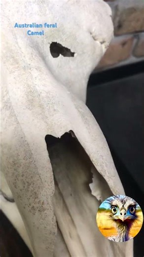 Preparing camel skull for hydrographic dip