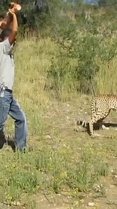 Cheetah tries to bite a man to steal a food 😭________#cheetah #man #cheetahattack #cheetahfeeding #wildanimalshorts #wildafrica #nature #naturephotography #krugernational #krugernation | Wild Animal 9030
