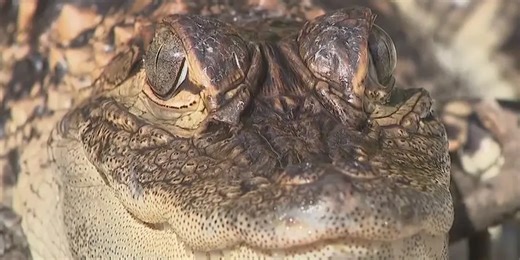 Oh, snap! Adventurous alligator found wandering the streets of Wisconsin town