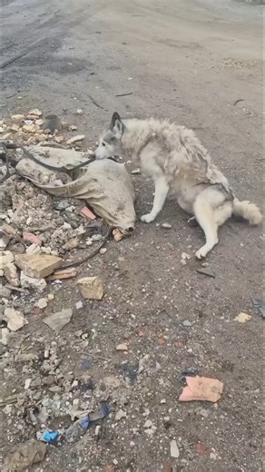 Injured Homeless Dog 😭