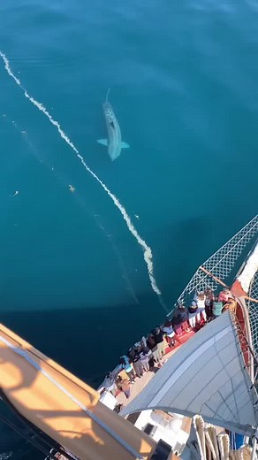 Reaper Leviathan in Real Life? Subnautica Exploration