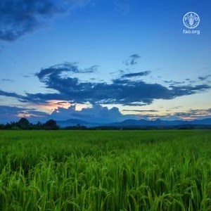 Grasslands play a significant role in the global carbon & water cycles. They can also play a crucial role in mitigating climate change, achieving land degradation neutrality & eradicating hunger. Learn more about the state of #grassland #soils👉🏼 https://doi.org/10.4060/cc3981en | Food and Agriculture Organization of the United Nations (FAO)