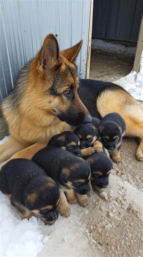 German Shepherd freezing with puppies begs to come inside and man is shocked to discover the reason. The winter wind screamed across the porch, a sharp, restless howl tearing through the dark. Yet beneath that familiar stormy roar, came another sound, smaller, shaken something closer to a plea smothered by the cold. Lucas Hail stopped with his hand on the door knob. For nearly 2 years, silence had lived inside this little house on the edge of town. After the divorce, after the loneliness, after 