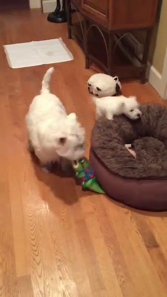 89K views · 9K reactions | Pickles first Christmas with Piper | The Piper Chronicles | Facebook