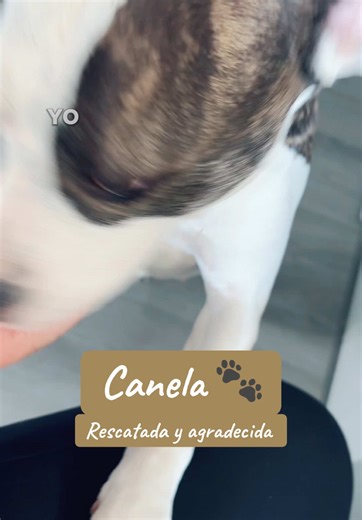 Mi pit bull me pide comida de la forma más tierna | Canela la rescatada #CanelaLaPitbull #HoraDeComidita #PerroConPersonalidad #PitbullTierno