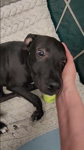 Meet Boo a Retriever, Labrador currently available for adoption! 11/22/2025 5:27:38 PM