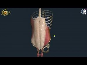 Locomotor System 25: Muscles of the Abdomen