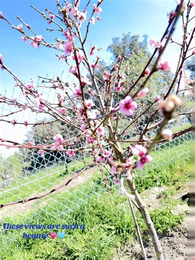 The Beauty of Nature Outside Your Home