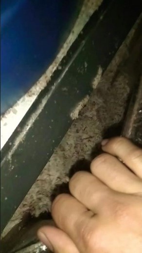 How a Copra Machine Works 😲 Coconut Drying Process #shorts