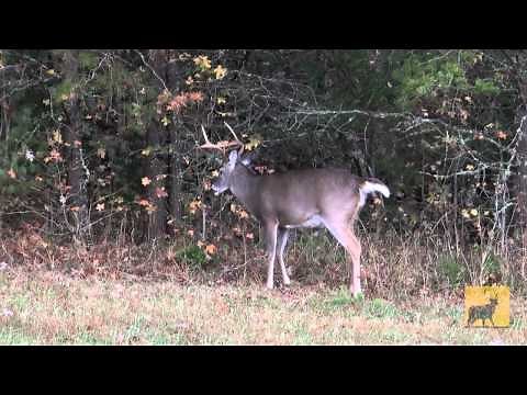 Whitetail deer rut behavior