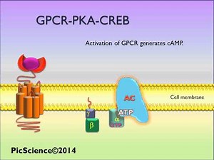 PicScience GPCR PKA CREB